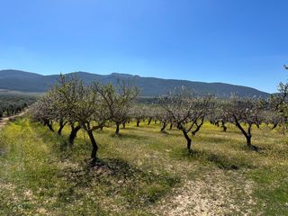Fondo rustico in Dílar. Venta de finca rustica de 6,5 hectareas de almendros y algunos o