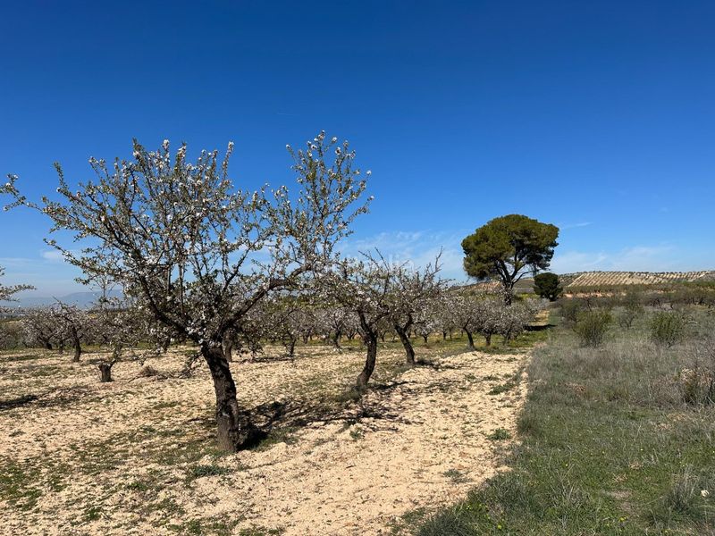 Foto 15e72b2d-48bf-4ff0-8777-02d373c11d14. Finca rústica a Dílar