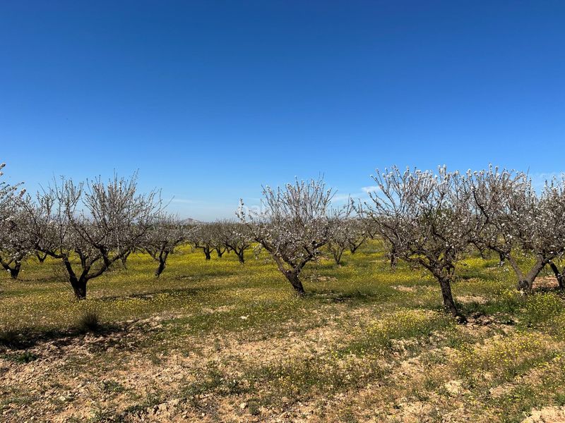 Foto 541a01d6-17ce-4fb3-8c74-bf9612e28dc6. Finca rústica a Dílar