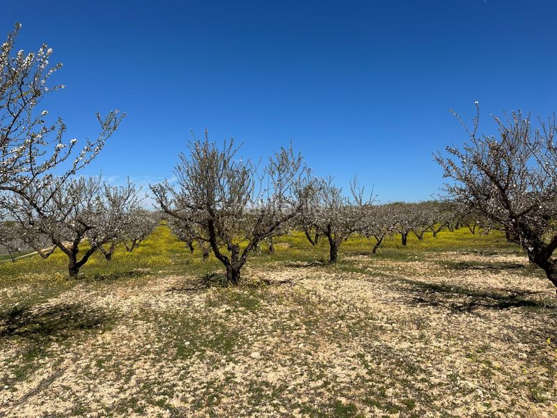 Foto c42839f6-7dcc-4d07-b129-7dc5d00beb04. Finca rústica a Dílar