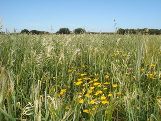 Masia a Barrio Nuevo. Finca rúst. en venta en barrio nuevo.
