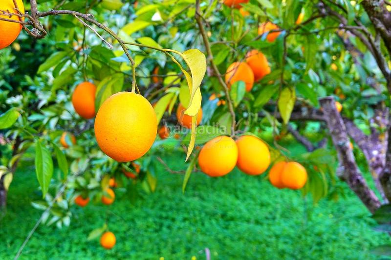 Foto 4f33c00f-10bd-4490-bd6f-139d2952a63c. Propriété dans San Roque pueblo San Roque