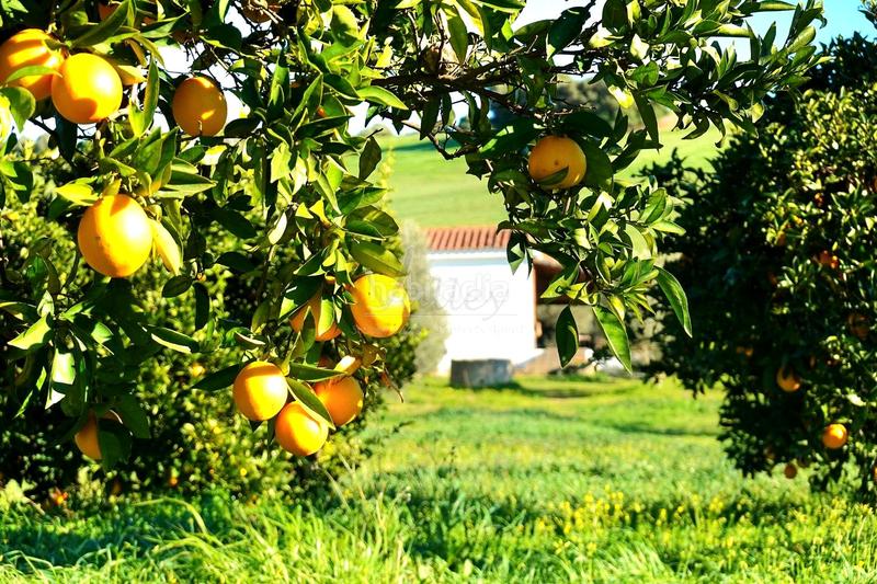 Foto e6393220-c34b-48a1-98c0-f09d97fc3dc9. Propriété dans San Roque pueblo San Roque
