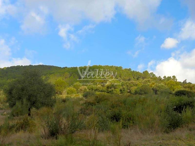 Foto 435a5fd6-fb53-435d-bdfc-e3ab2a036396. Finca rústica a Genalguacil