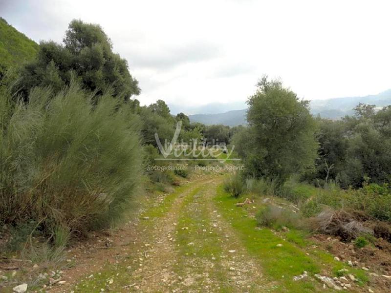 Foto 932f8880-65bc-48c4-a791-e06e81c3a735. Finca rústica a Genalguacil