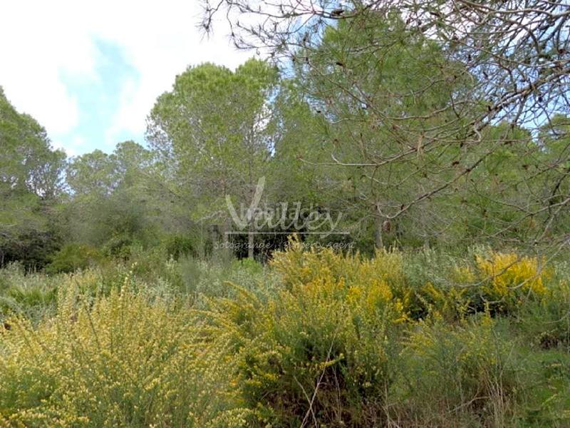 Foto f1dd806d-d2bd-45b6-b696-5a7227057d90. Finca rústica a Genalguacil