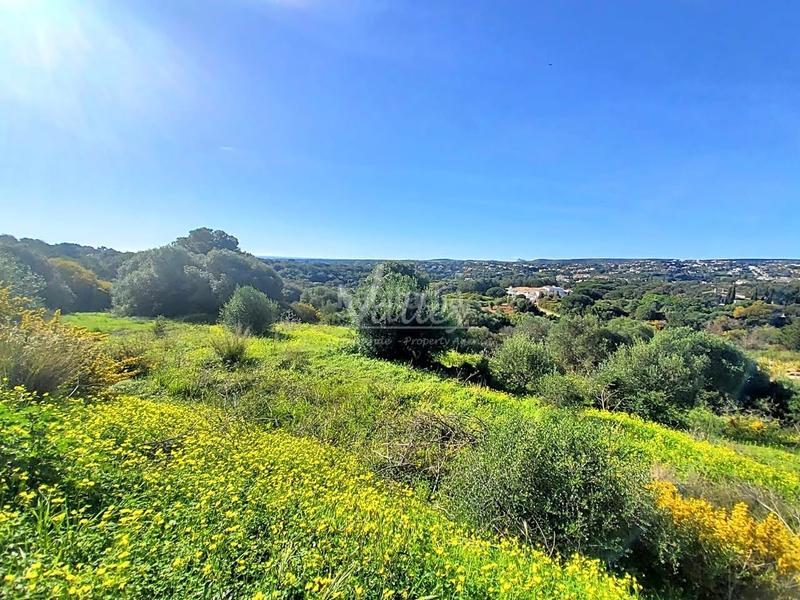 Foto b3dbb2d3-b2c5-44c6-8fe4-ed91bc772eb9. Terrain résidentiel dans Sotogrande alto Sotogrande