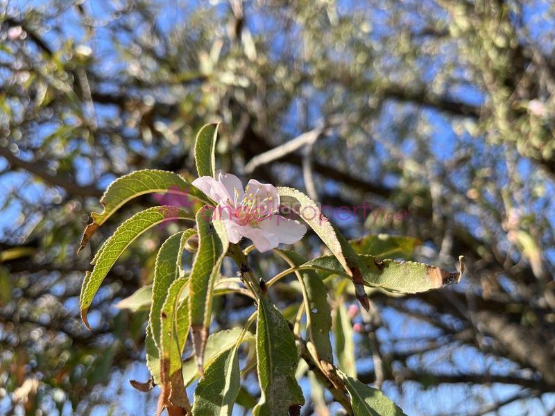 Foto 79fcbab9-598e-4ec9-bbb9-ea0d803a5a47. Casa en Burjulu - La Mulería Cuevas del Almanzora