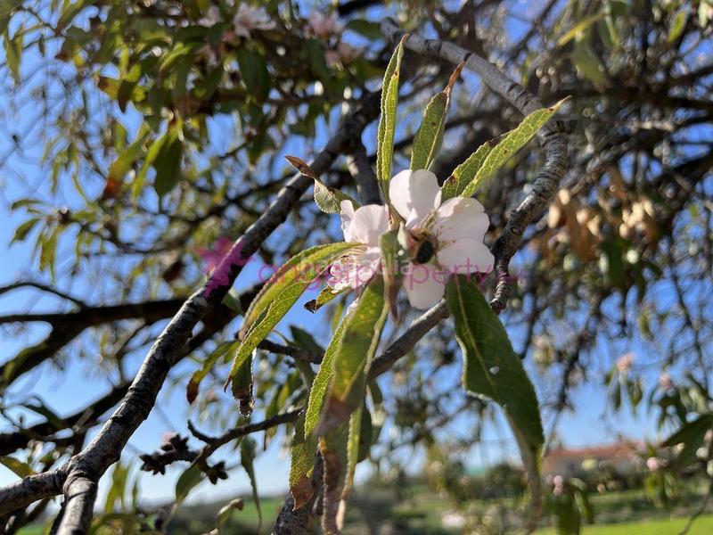 Foto c12e8001-d60e-43c2-a05f-032a5df522fa. Maison dans Burjulu - La Mulería Cuevas del Almanzora