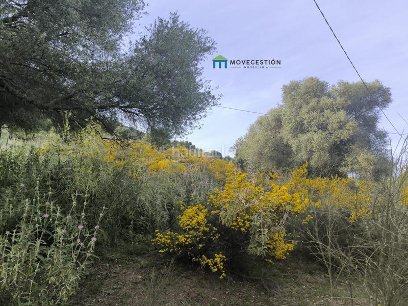 Foto 58a5d570-9bee-4604-a119-186a93f3c377. Finca rústica en Ubrique