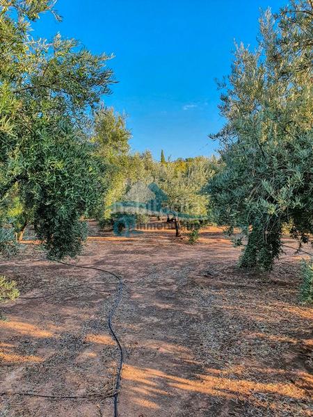 Foto 1a8a62f5-cf1f-4d65-a31a-81b6ce108717. Chalet mit pool in San Roque - La Cruz - La Rozuela Linares