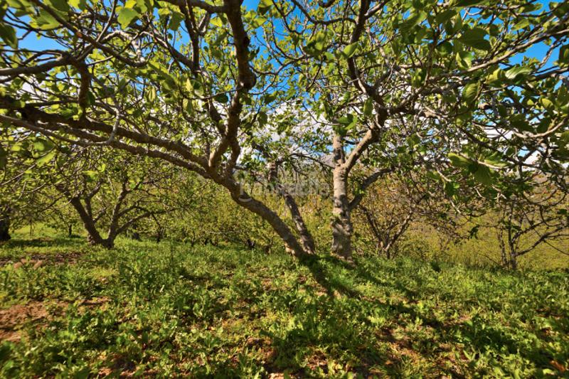 Foto 7a110701-a6a4-485d-816d-89b54038bd29. Casale con camino in San Cristóbal Ronda