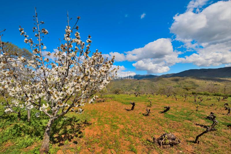 Foto a14e4190-d3c9-4481-9205-b2494161701b. Casale con camino in San Cristóbal Ronda