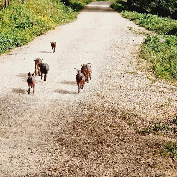 Foto 2438235a-1807-4a6d-8ddd-8064cd00937f. Masia amb calefacció aparcament piscina a Partidas Norte Ronda