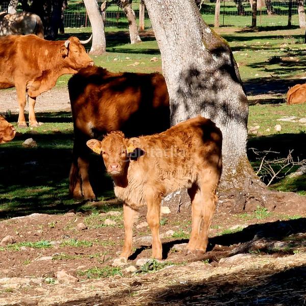 Foto 607c5147-9a9c-4498-9545-cc73d3881450. Masia amb calefacció aparcament piscina a Partidas Norte Ronda