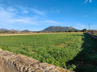 Proprit dans Llucmajor Interior. Se venden tres fincas rsticas que se pueden agrupar y formar un