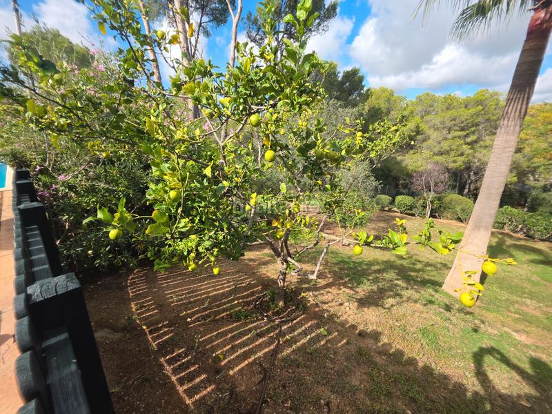 Foto baf77945-593c-42f2-aaea-473f4e0d0572. Rent semi detached house with heating parking pool in Calvià