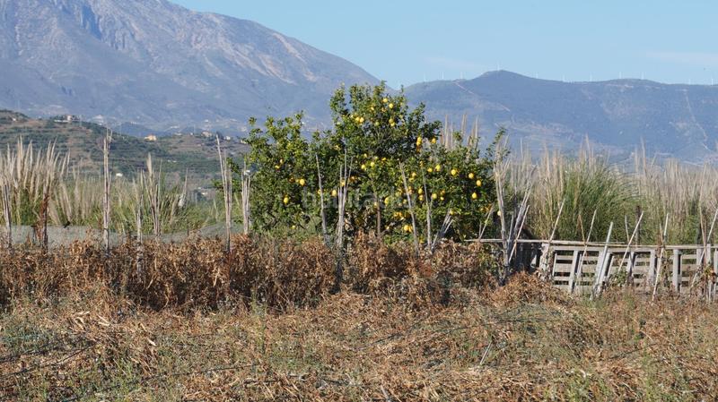 Foto 4006f1c2-6a73-420e-ac27-77f3e52797cd. Finca rústica finca con 6 marjales en pago río seco en Salobreña