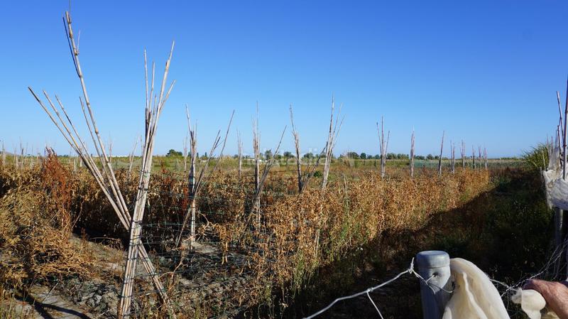 Foto d2aec5e5-556e-4fe4-a899-4fd3f066b08f. Finca rústica finca con 6 marjales en pago río seco en Salobreña