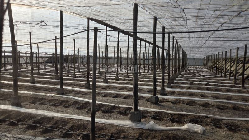 Foto 5614a942-b826-43e5-b31e-a6f2b52a3f9f. Finca rústica a Motril ciudad Motril