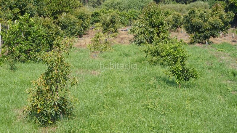 Foto a9740d61-6b97-44f1-9b52-b2bb51841ad6. Finca rústica a Vélez de Benaudalla