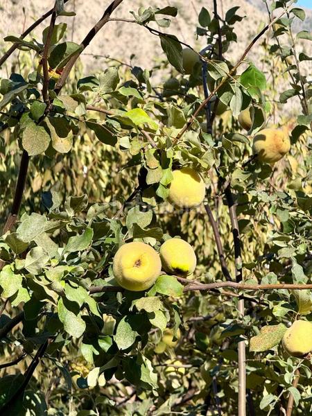 Foto 545c93af-fd33-43f0-8c32-97bff1c3da6c. Maison dans Guájares (Los)