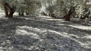 Finca rústica a Tíjola. Finca rústica en tíjola  almería .de 2000  metros terreno y 20 m