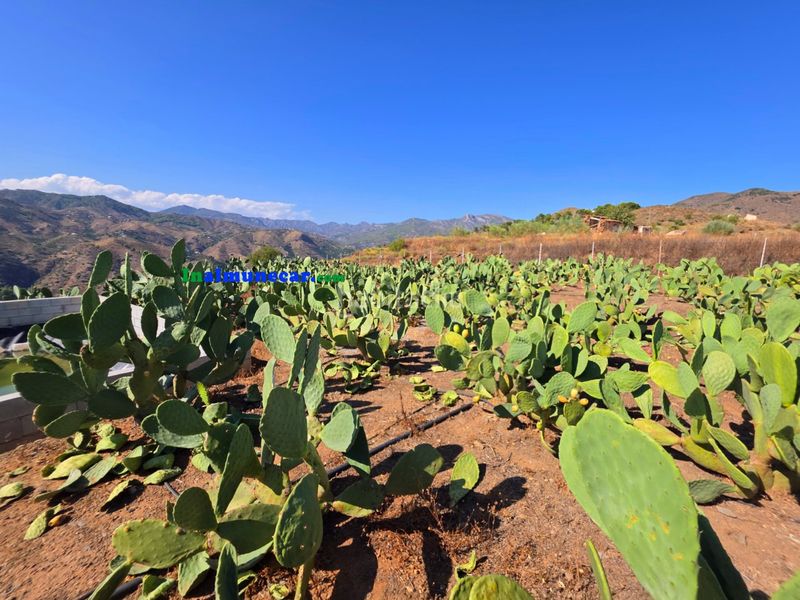 Foto e5f30e78-8576-4f47-835e-dd43b534688c. Terreny residencial a Torrecuevas - Lomas del Gato Almuñécar