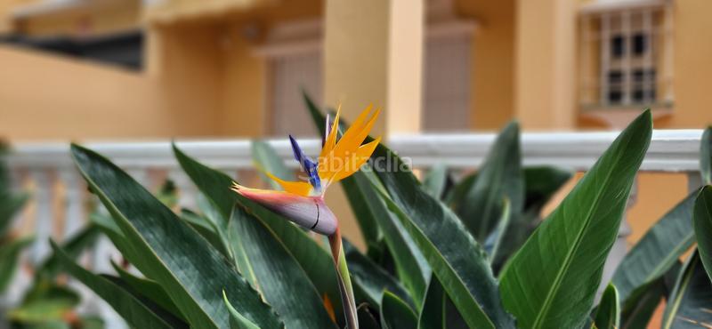 Foto 850c390d-80e0-4691-a87e-46275f07ca50. Alquiler casa adosada en Pedregalejo - Morlaco Málaga