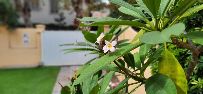 Foto bc2b924f-20e0-4d81-a999-faf885715f1d. Alquiler casa adosada en Pedregalejo - Morlaco Málaga