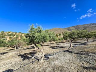 Finca rústica a Vélez de Benaudalla. Finca en la gorgoracha  velez de benaudalla
