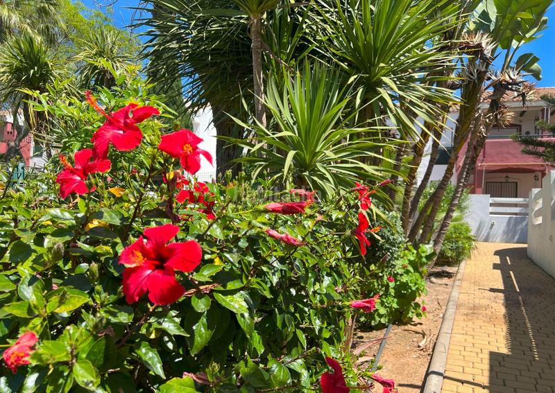 Foto 9c698ce6-50ed-434b-bda0-82e085e56bdb. Apartament amb aparcament piscina a La Barrosa Chiclana de la Frontera