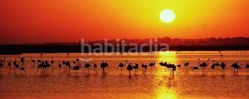 Foto b33f5e3f-fa28-405e-8b52-164f8bc6f57c. Pis a Isla Cristina