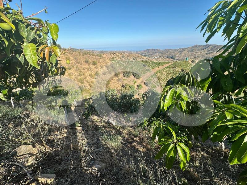 Foto 1ac2d4c7-acba-4f91-8bd3-e690b3e9534c. Finca rústica en n/a en Macharaviaya