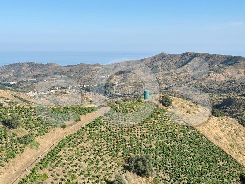 Foto e72c1536-75b7-4413-8041-3e1bb7b5c9db. Finca rústica en n/a en Macharaviaya