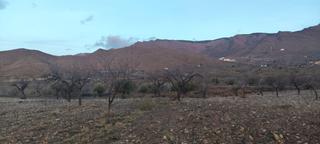 Finca rústica a Senés. Terreno con olivos en senés