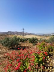 Fondo rustico  N/a. Terreno rústico de 24.000 m² con olivar y casa de aperos en álor