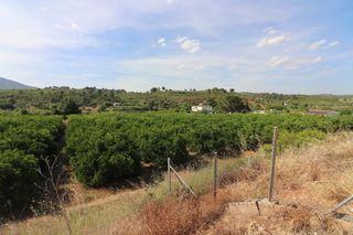 Terreny residencial  Maestro cervera lloret. Finca r�stica citr�cola en plena producci�n de 17.000 m