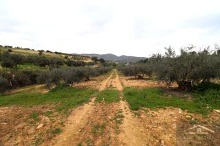 Finca rústica a Centro. Olivar con bonitas vistas