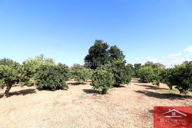 Foto 96a7b6ca-e3a3-4a4e-889d-c0829f68efe4. Finca rústica a Cártama