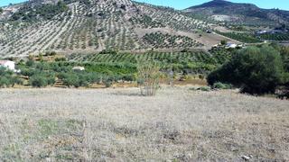 Finca rústica  Avenida de san roque. Buena finca rustica en tolox