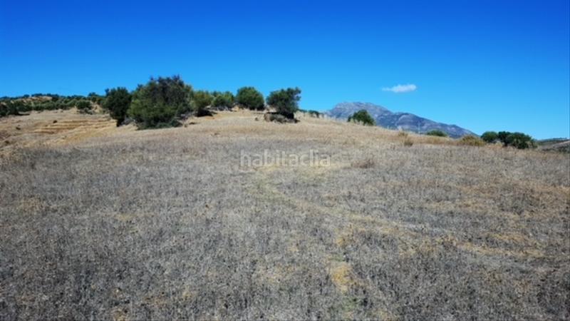 Foto bfa79190-7c01-4d0a-8400-56d1275dc4d9. Finca rústica buena finca rustica en Tolox