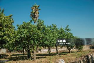 Masia a Casares pueblo. Finca en venta en san martín del tesorillo.