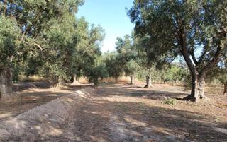 Finca rústica a Lecrín. Finca de olivos en el valle de lecrín