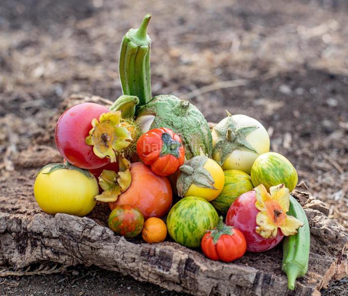 Foto 37cac4ff-dd60-4404-907d-4bfeb486a17a. Rural plot in altos de Estepona Estepona