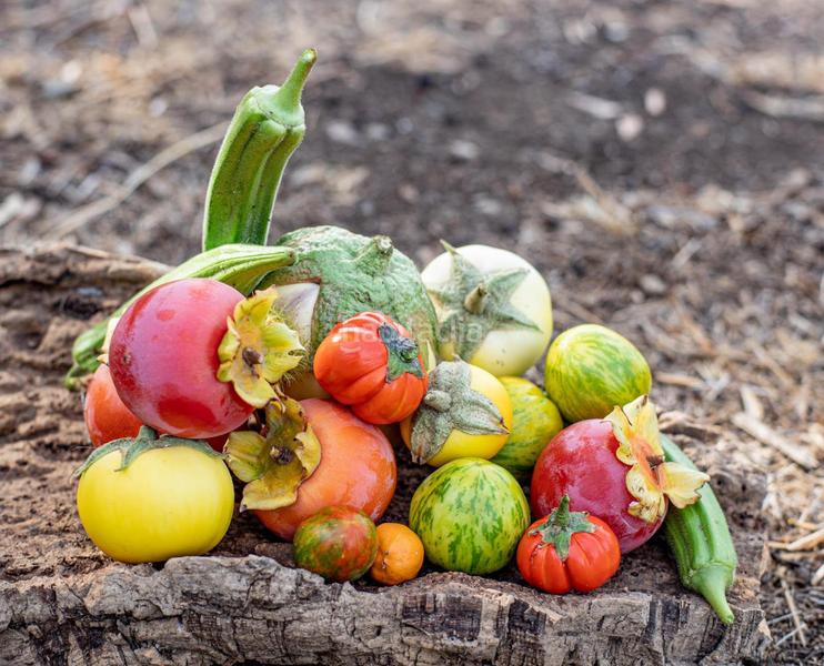 Foto 512b09c4-be81-4e10-b9d0-eb772fc97026. Rural plot in altos de Estepona Estepona