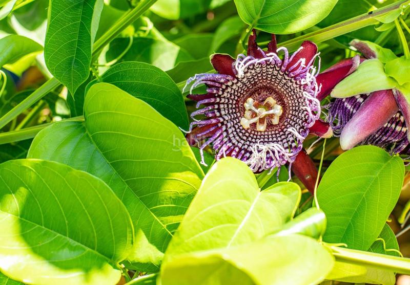 Foto 6e09005c-e18c-4f4a-9feb-1445ba88fa1f. Rural plot in altos de Estepona Estepona