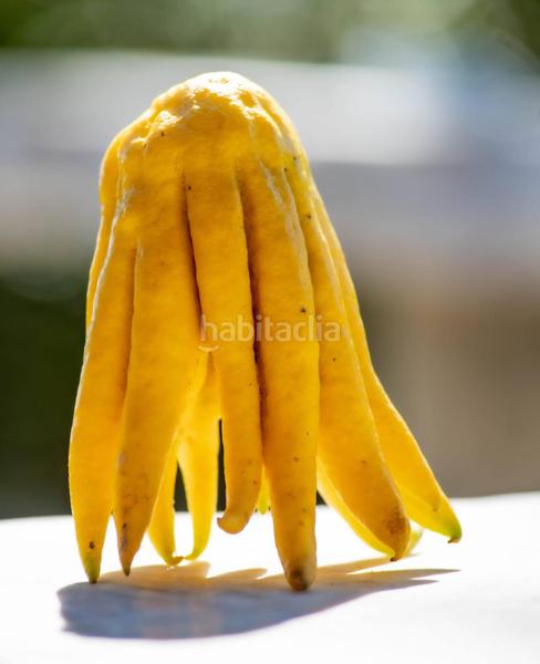 Foto 86d46692-781d-4f7d-b284-d08a6410d8cc. Rural plot in altos de Estepona Estepona