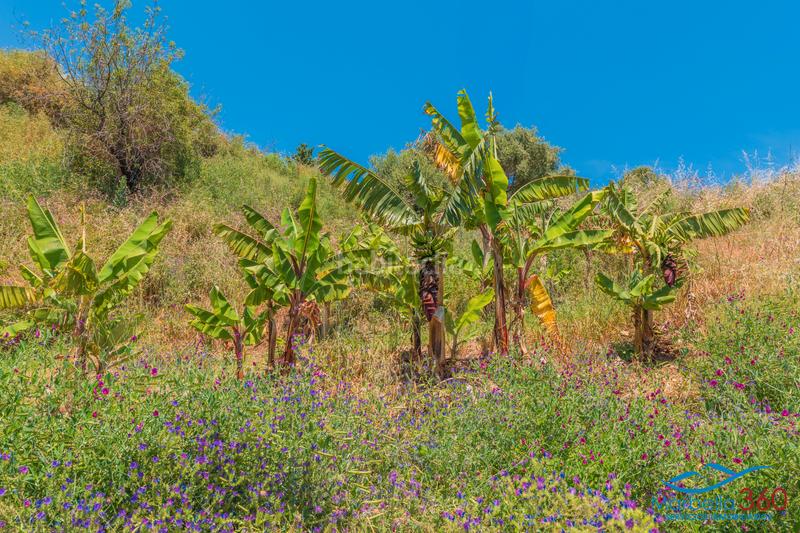 Foto edbf5fec-8488-45f3-9f19-820fa508f59a. Rural plot in altos de Estepona Estepona
