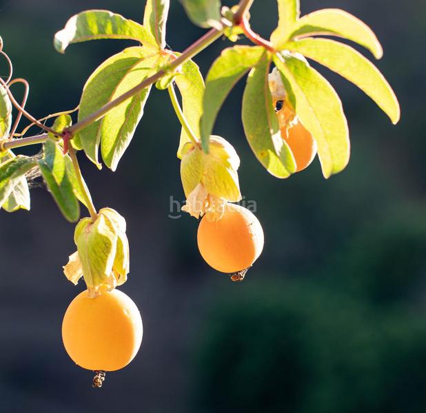 Foto f84d6dd3-f551-43b5-91b6-1f41422bdd8a. Rural plot in altos de Estepona Estepona